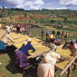 Châu Phi và nỗi lo sản xuất nông nghiệp