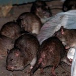 Thịt chuột hô biến thành… thịt cừu ở Trung Quốc
