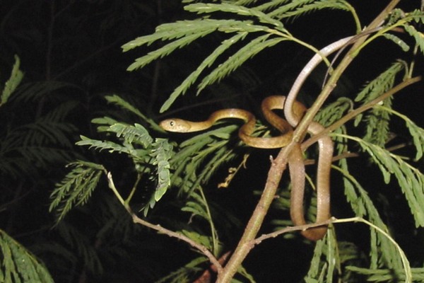Brown Tree Snake-us-guam