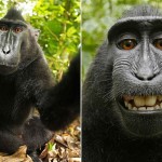 Rắc rối pháp lý khi chú khỉ chụp ảnh tự sướng