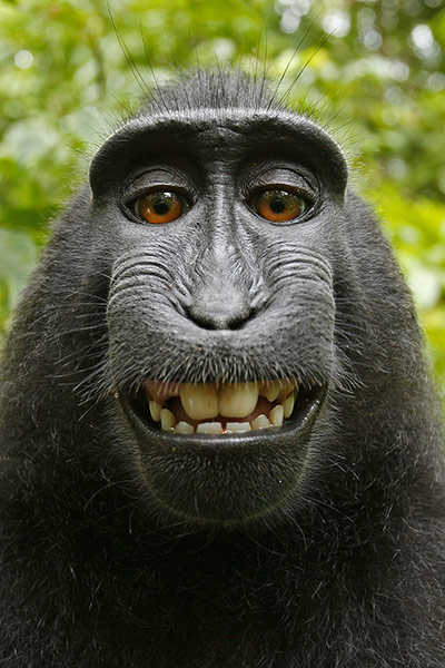 selfie-cheeky macaque-2011-01