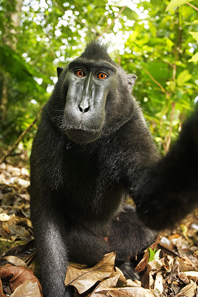 selfie-cheeky macaque-2011-02