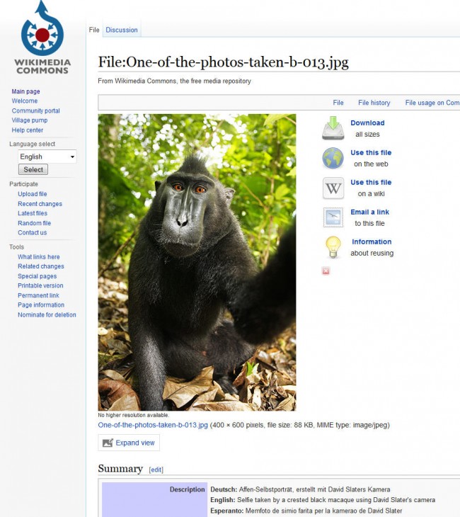 selfie-cheeky macaque-2011-04