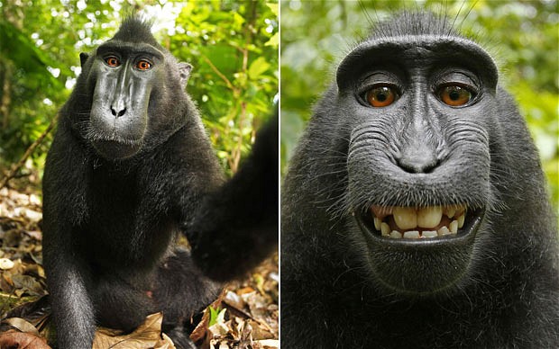 selfie-cheeky macaque