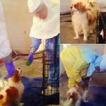 Chú chó Bentley của nữ y tá Nina Phạm bắt đầu được xét nghiệm Ebola