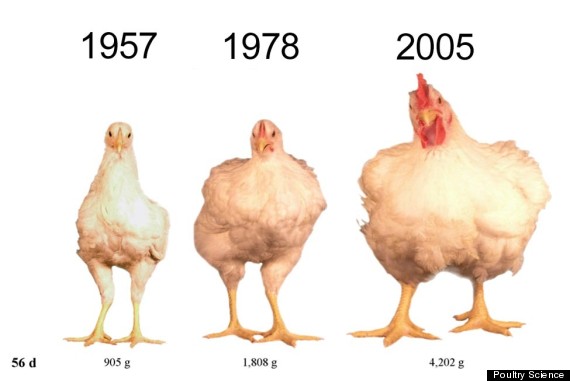 chicken-bigger