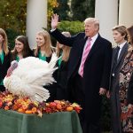 Hai chú gà tây Drumstick và Wishbone được Tổng thống Donald Trump “ân xá” trong lễ Tạ ơn