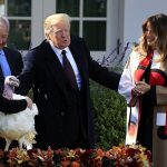 Hai con gà tây được Tổng thống Donald Trump ân xá