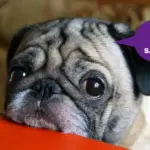 Chó chết… lắm chuyện